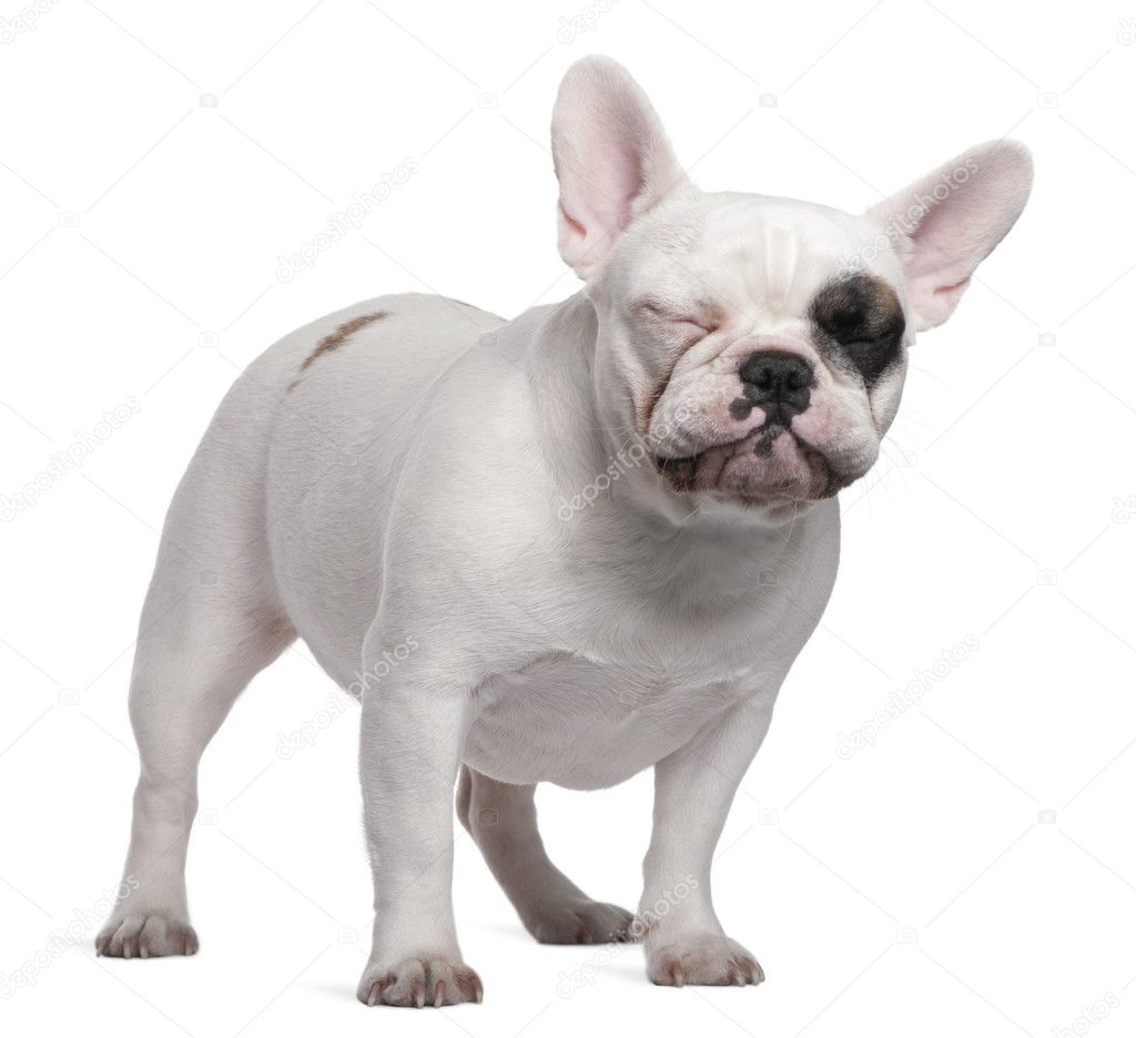 French bulldog, 12 months old, standing in front of white background