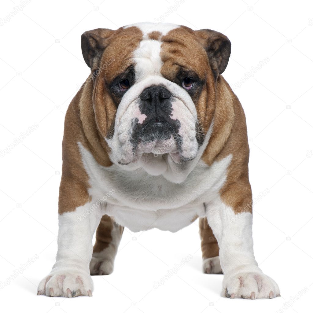 English Bulldog, 2 years old, standing in front of white background ...