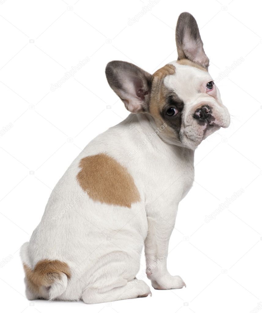French Bulldog puppy, 3 months old, standing in front of white background