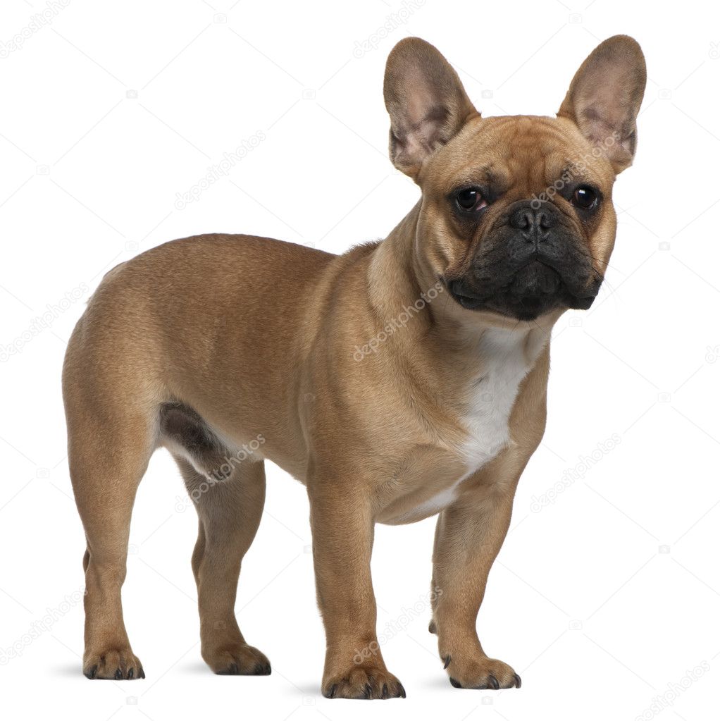 French Bulldog puppy, 7 months old, standing in front of white background