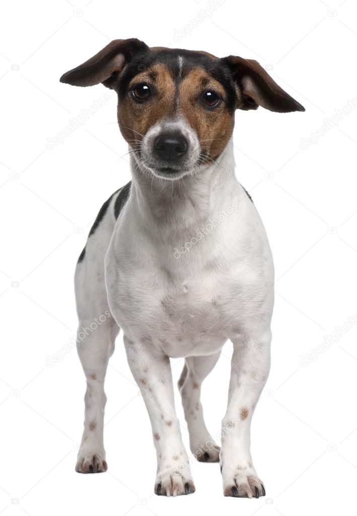Jack Russell Terrier, 2 years old, standing in front of white background