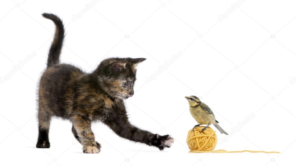 Tortoiseshell kitten playing with a blue tit standing on a ball