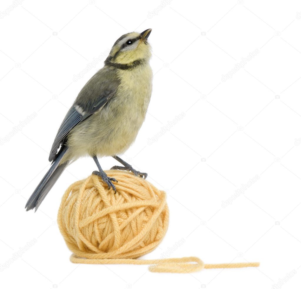 Young Blue Tit, Cyanistes caeruleus standing on ball of wool yarn in front of white background