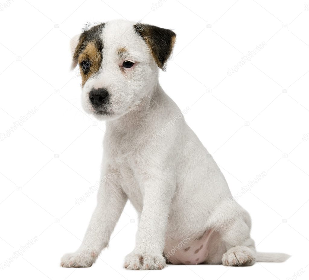 Parson Russell Terrier Puppy Sitting In Front Of White Background Stock Photo C Lifeonwhite 10892146