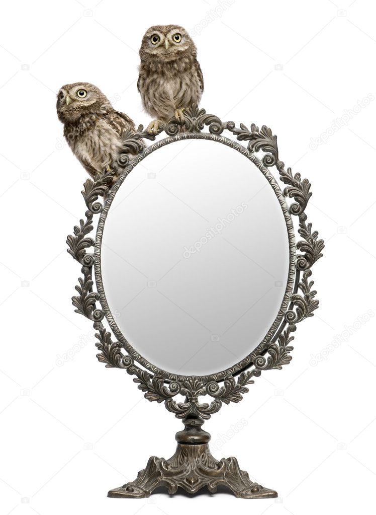 Little Owls, 50 days old, Athene noctua, in front of a white background with a mirror
