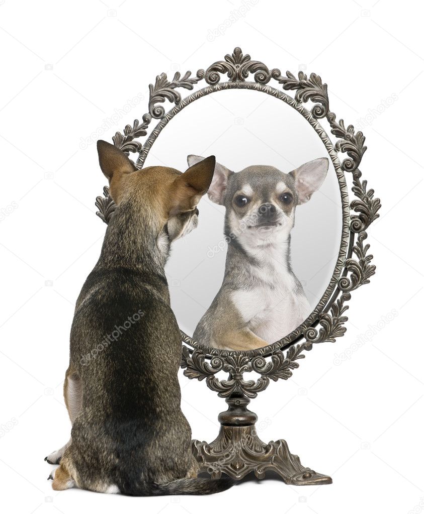 Chihuahua looking in mirror in front of white background