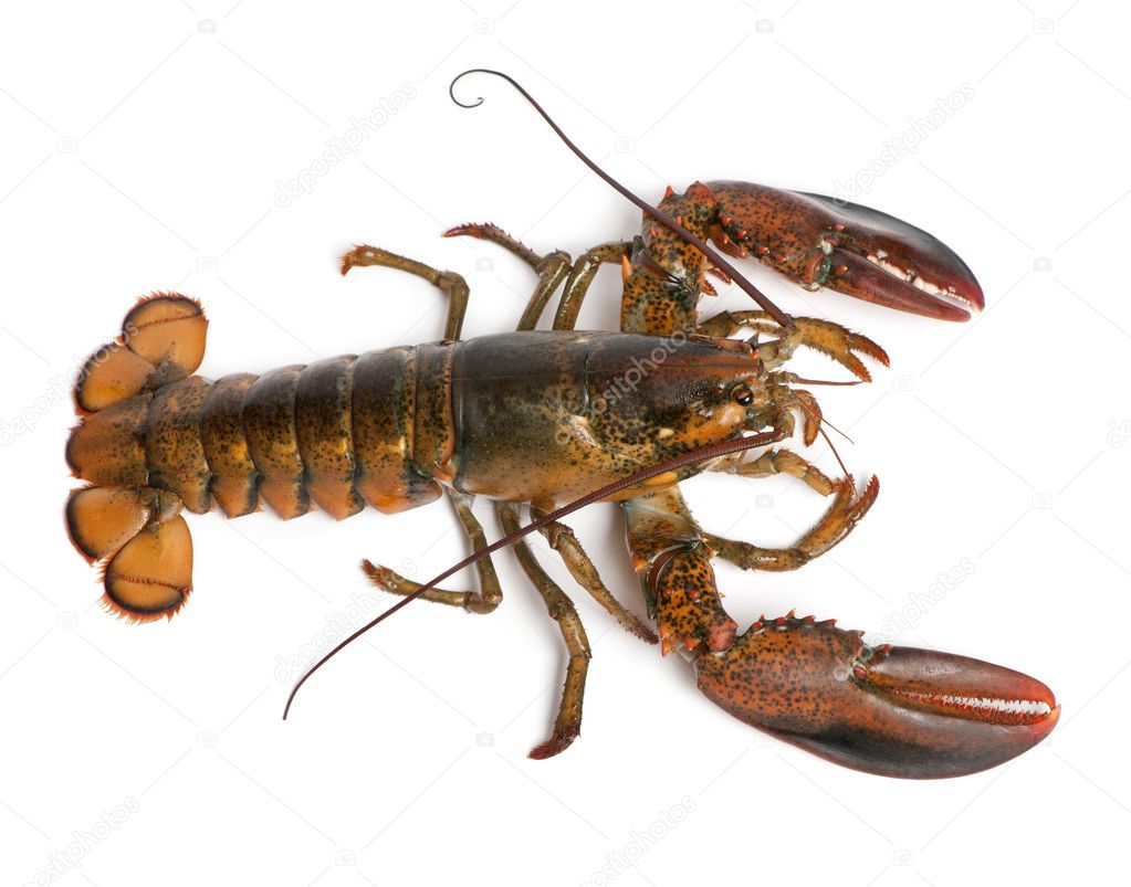 High angle view of American lobster, Homarus americanus, in front of white background