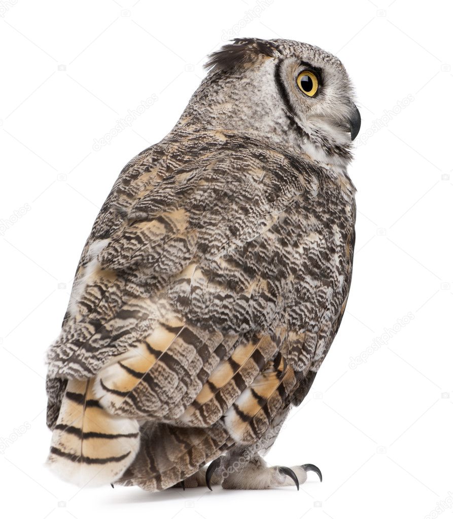 Rear view of Great Horned Owl, Bubo Virginianus Subarcticus, in front of white background