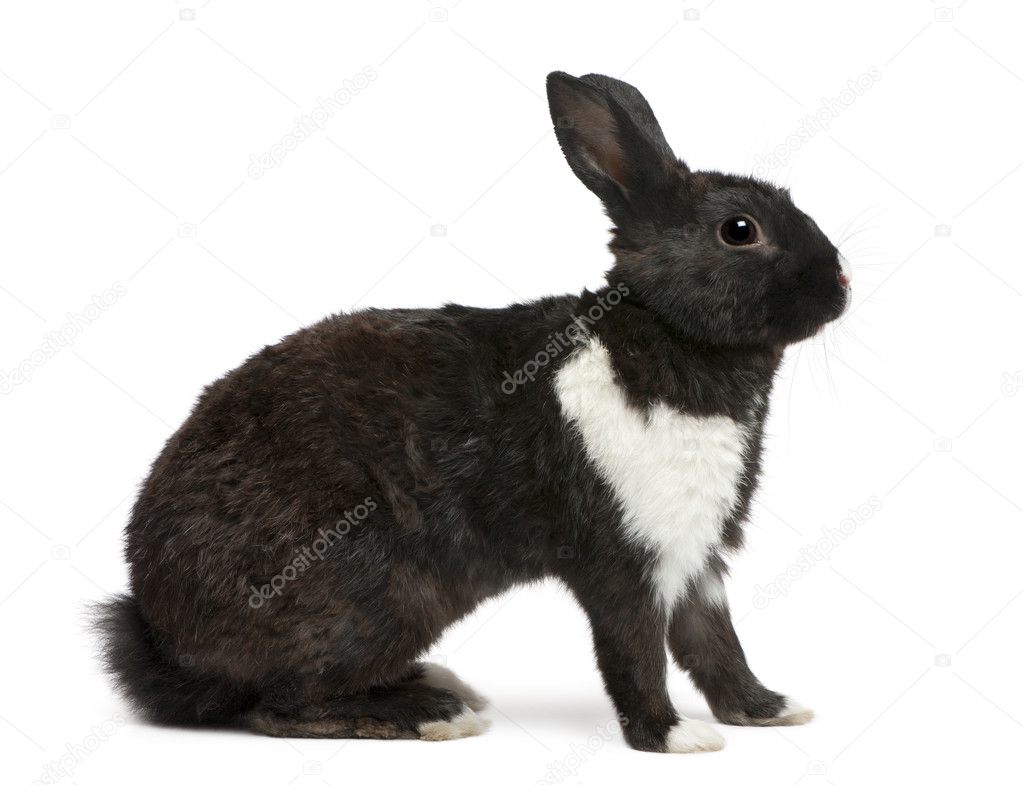 Black and white Rabbit in front of white background