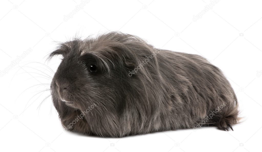 Peruvian guinea pig, Cavia porcellus, lying in front of white background