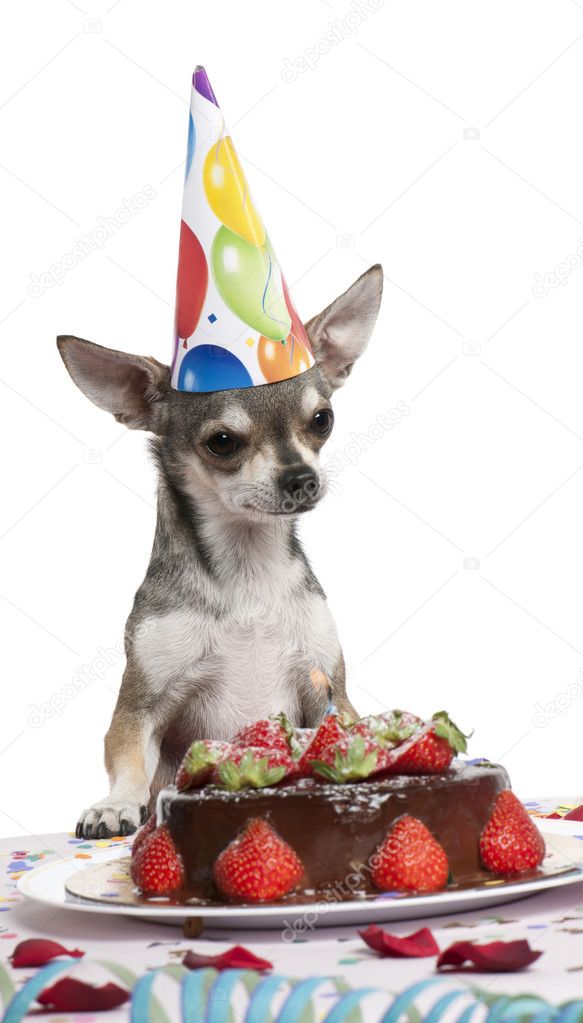 Chihuahua At Table Wearing Birthday Hat And Looking At Birthday Cake Stock Photo C Lifeonwhite