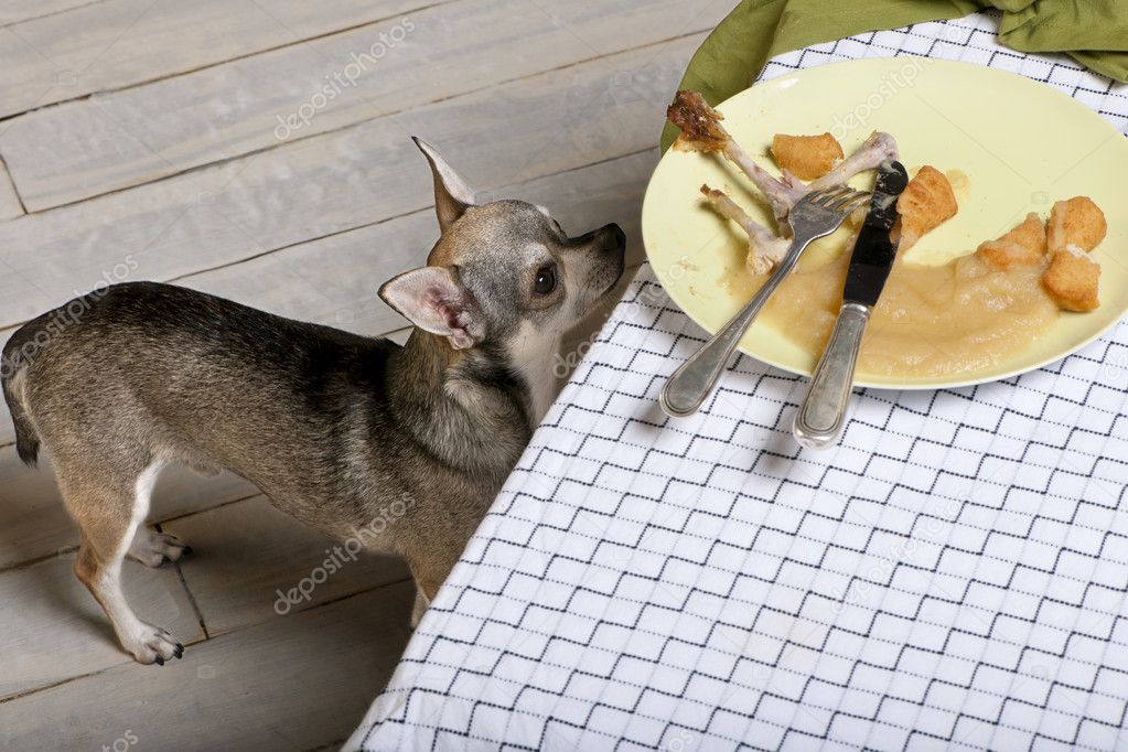Chihuahua looking up at leftover meal on dinner table