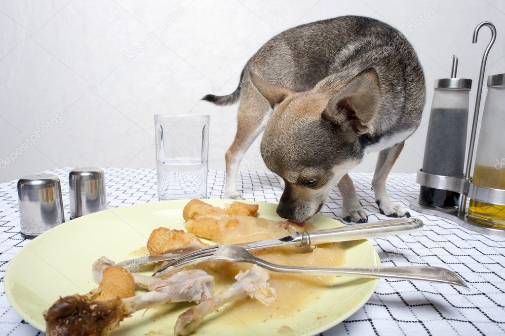 Chihuahua looking at food on plate at dinner table
