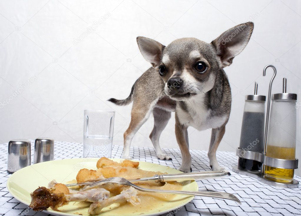 Chihuahua standing by food on dinner table