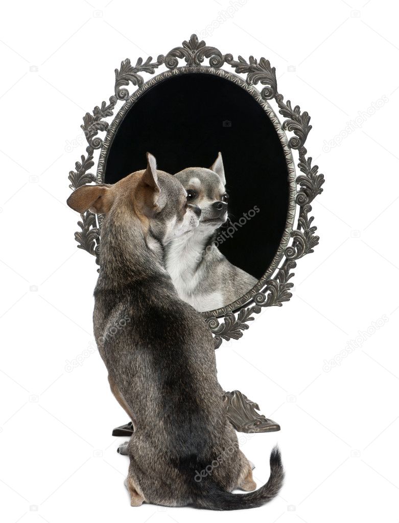 Chihuahua with mirror sitting in front of white background
