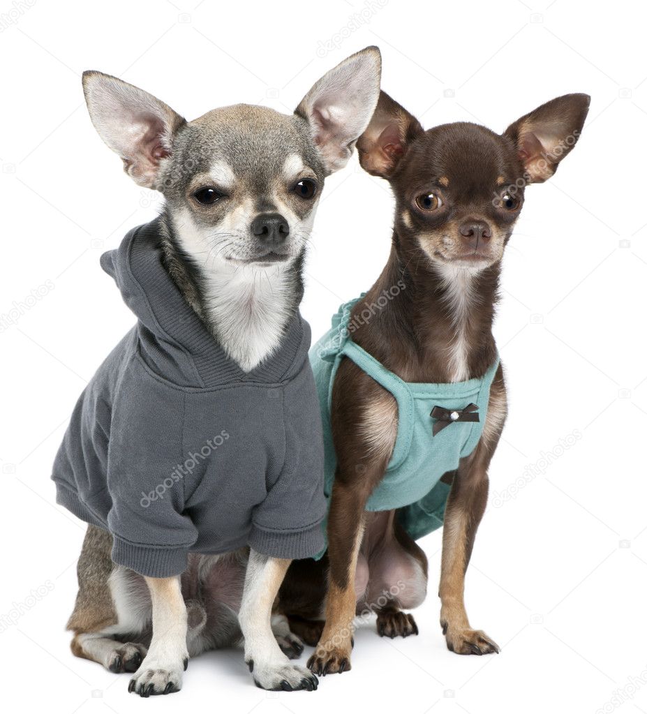 Chihuahuas dressed up in front of white background
