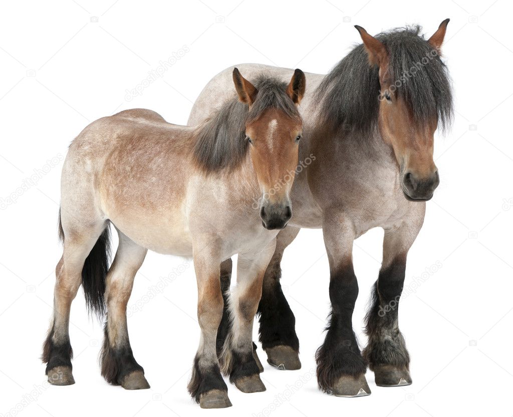 Mother and foal Belgian horse, Belgian Heavy Horse, Brabancon, a draft horse breed, 5 years old, standing in front of white background and 13 months old