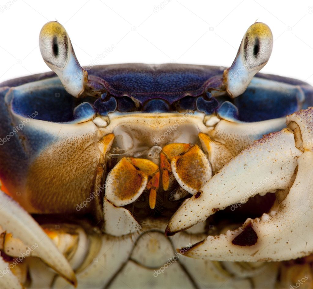Close-up of Patriot crab, Cardisoma armatum, in front of white background