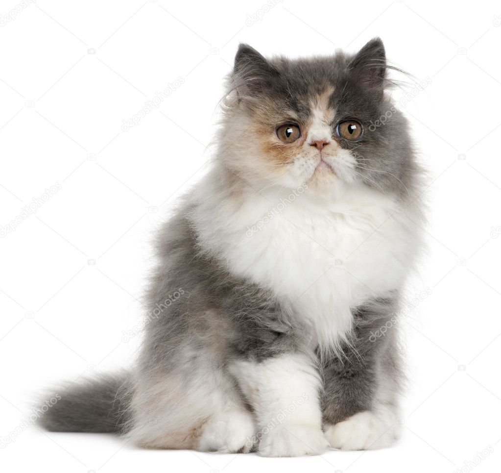 Persian Kitten, 3 months old, standing in front of white background