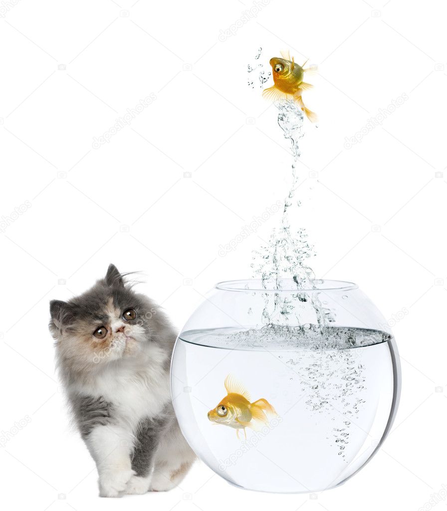 Persian Kitten, 3 months old, watching goldfish jump out of fish bowl in front of white background