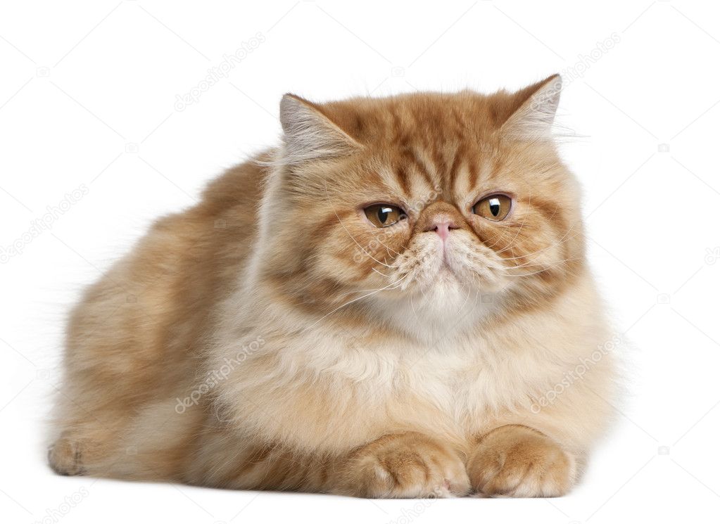 Persian cat, 5 months old, lying in front of white background