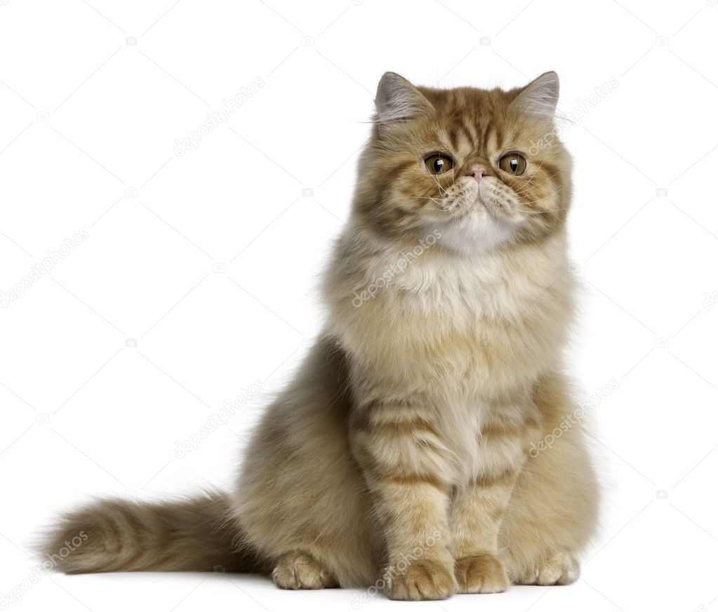 Persian cat, 5 months old, sitting in front of white background