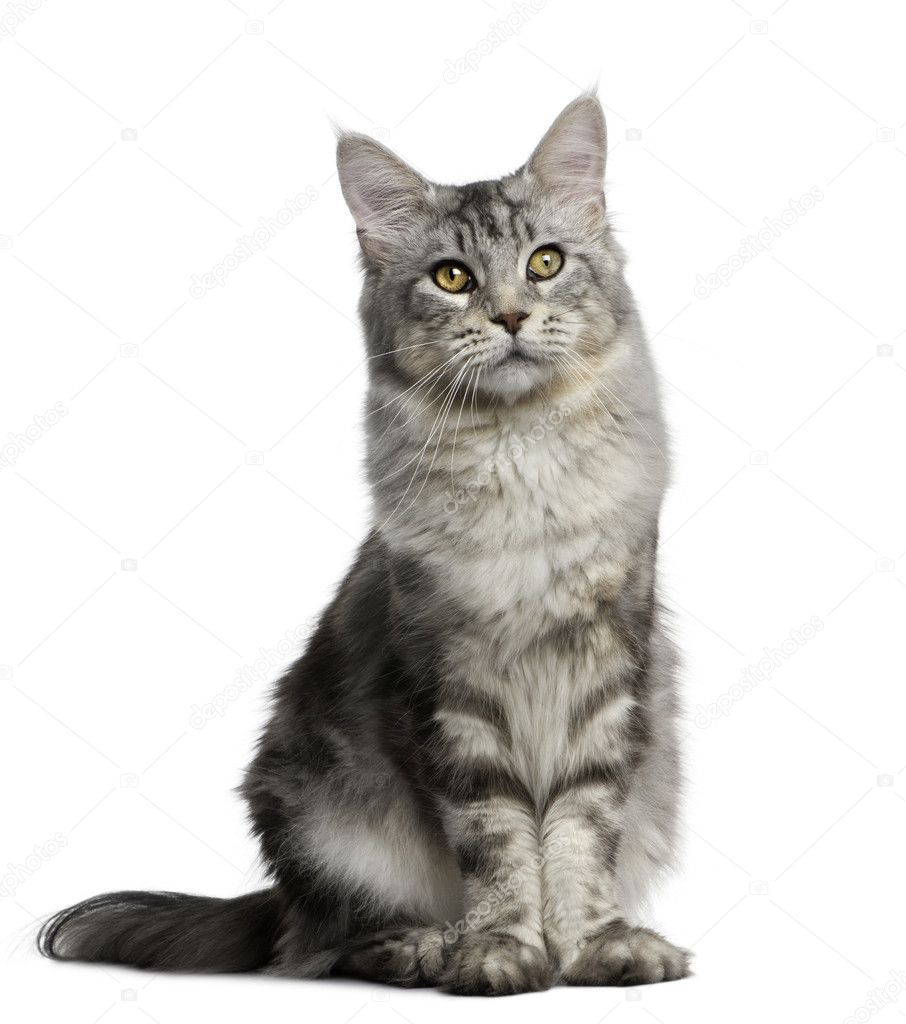 Maine Coon 13 Months Old Standing In Front Of White Background Stock Photo Image By C Lifeonwhite