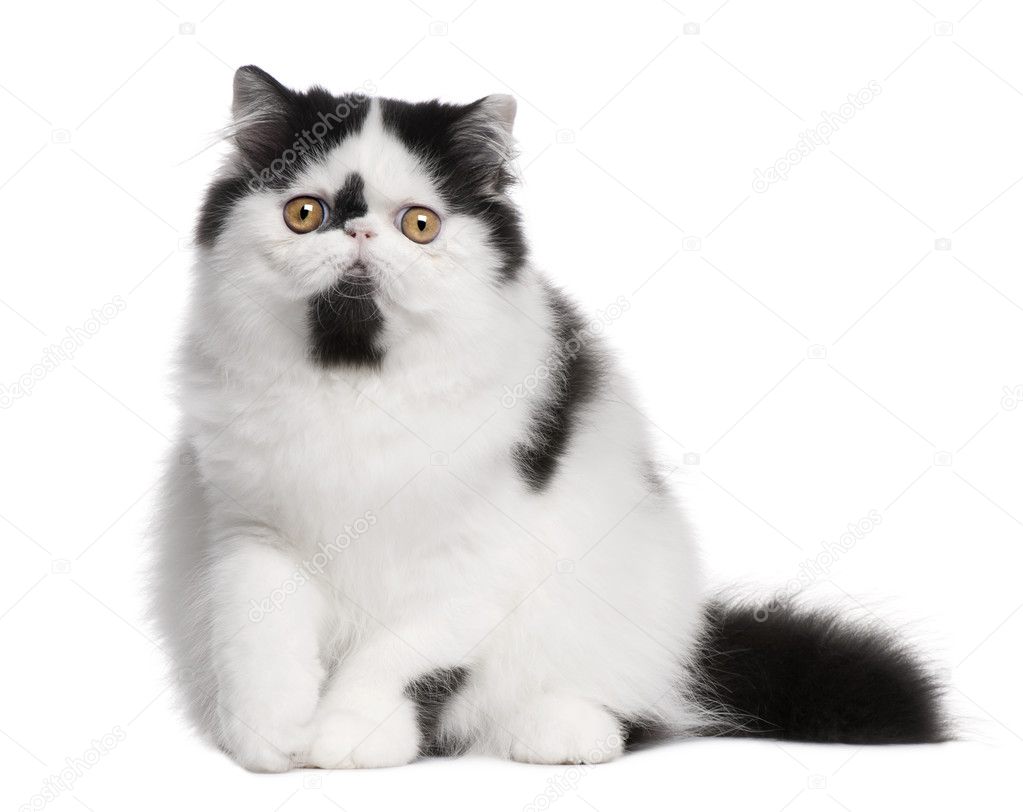 Black and white Persian cat sitting in front of white background