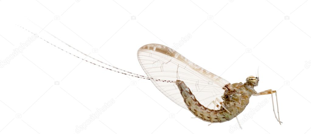 Mayfly, ephemeroptera, in front of white background