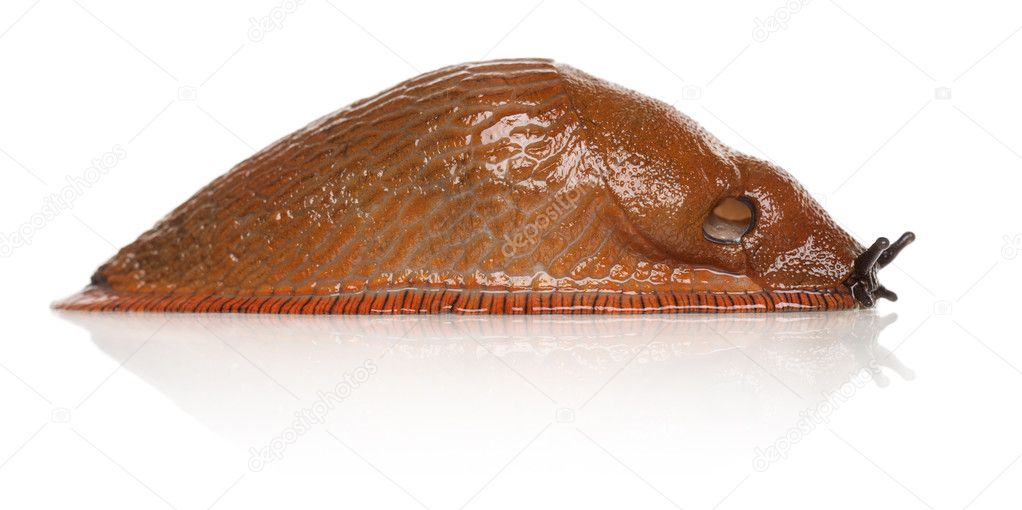 Red slug, Arion rufus, in front of white background