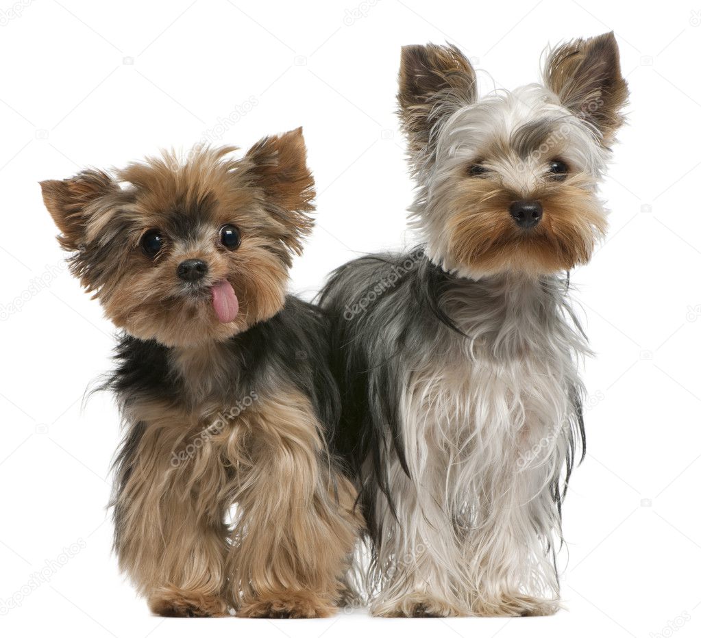 Young and old Yorkshire terriers (6 months and 12 years old)