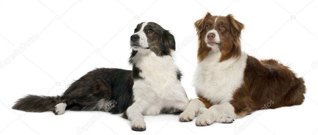 Group Of Three Mixed-breed Dogs In Front Of White