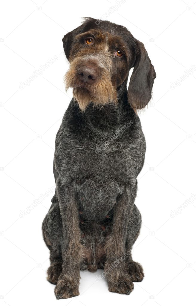 German shorthaired pointer, 6 years old, sitting in front of white background