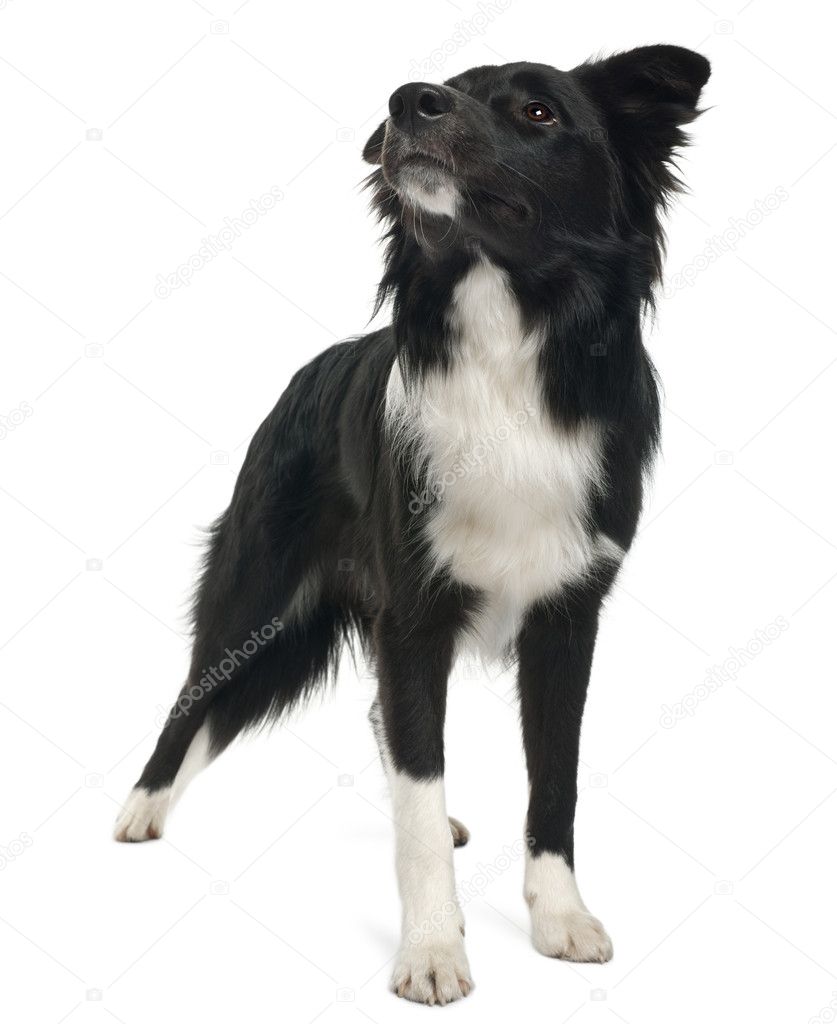 Border collie, 8 months old, standing in front of white background