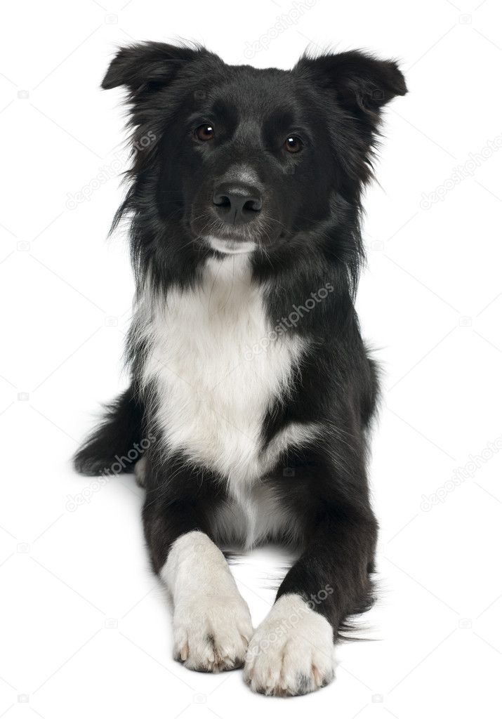 Border collie, 8 months old, lying in front of white background