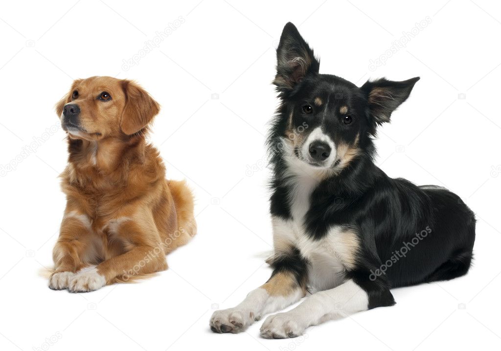 Border collie and a Nova scotia duck-tolling retriever, sitting and lying in front of white background