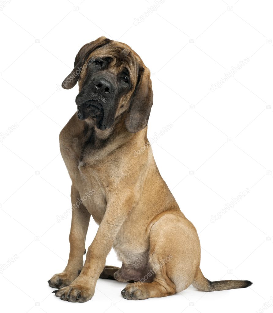 Mastiff, 6 months old, sitting in front of white background