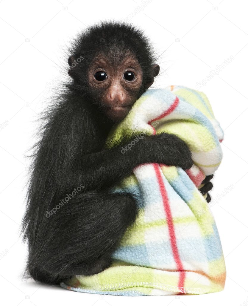 Red-faced Spider Monkey, Ateles paniscus, 3 months old, hanging on rope in front of white background