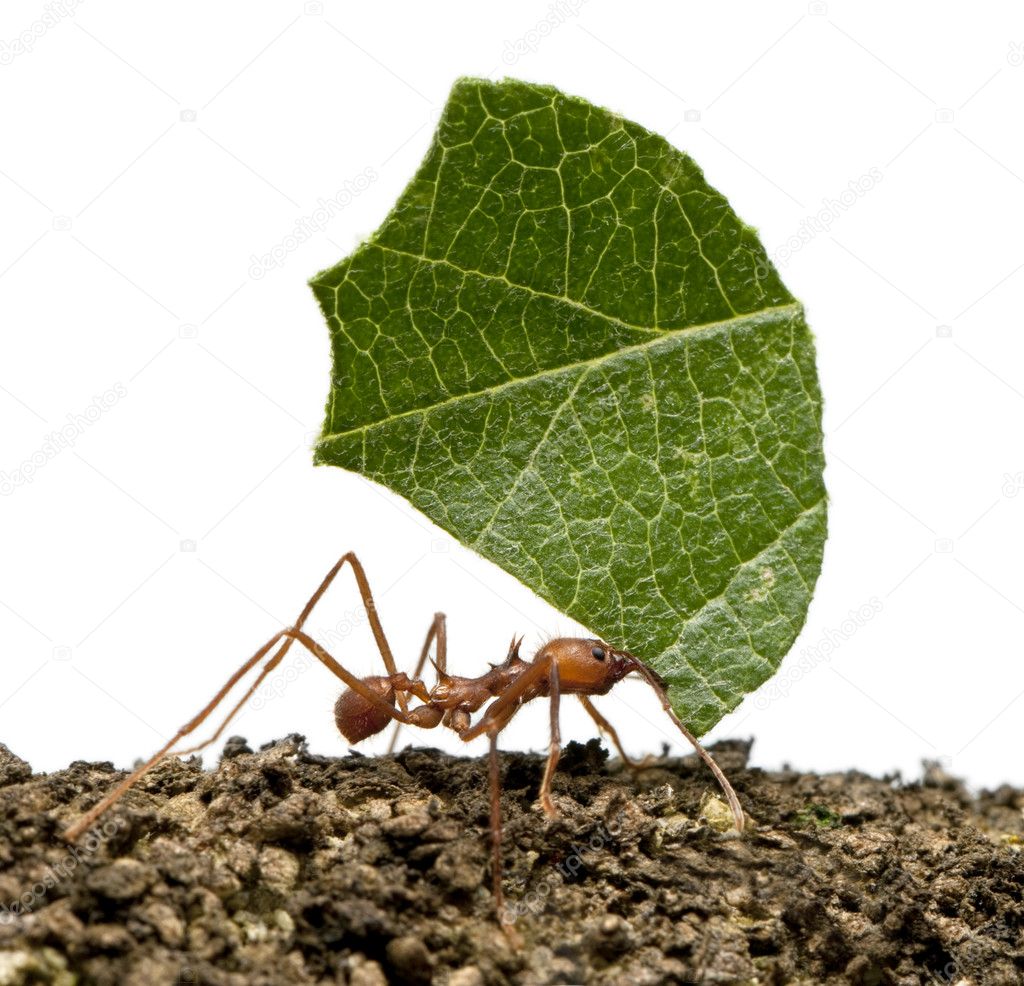 Leaf-cutter ant, Acromyrmex octospinosus, carrying leaf in front
