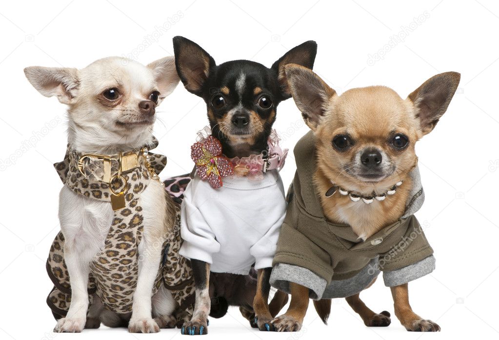Three Chihuahuas, 2 years old, dressed up and 1 year old, dresse