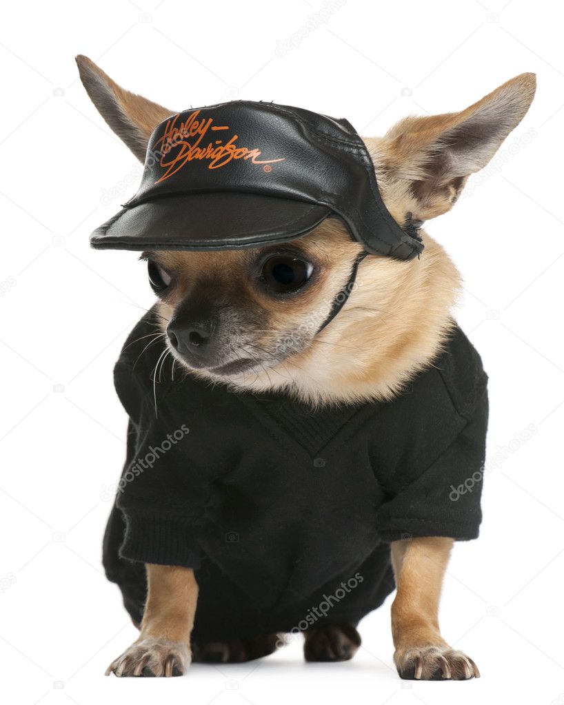 Chihuahua wearing hat, 3 years old, dressed up and sitting in front of white background