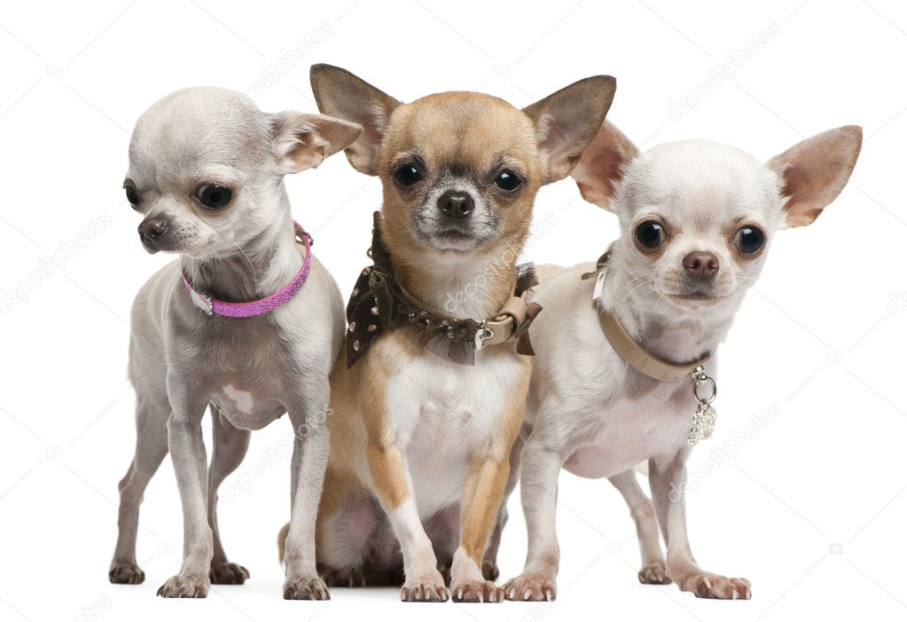 Chihuahuas, 2 years old, standing in front of white background