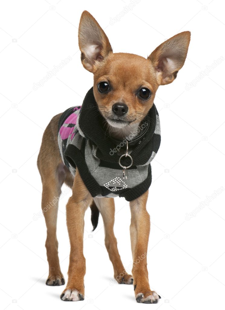 Chihuahua, 7 months old, dressed up and standing in front of white background