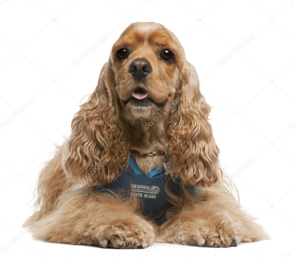 American Cocker Spaniel, 3 years old, dressed up and sitting in front of white background