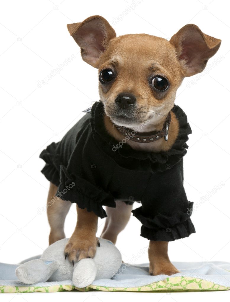 Chihuahua puppy, 4 months old, dressed up and standing in front of white background