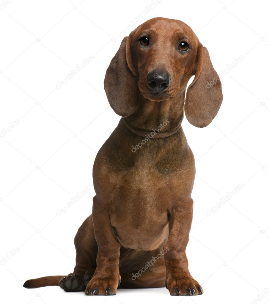 Dachshund filhote de cachorro, 6 meses, sentado na frente do fundo branco —  Foto © lifeonwhite #10894218, image size:905x1023