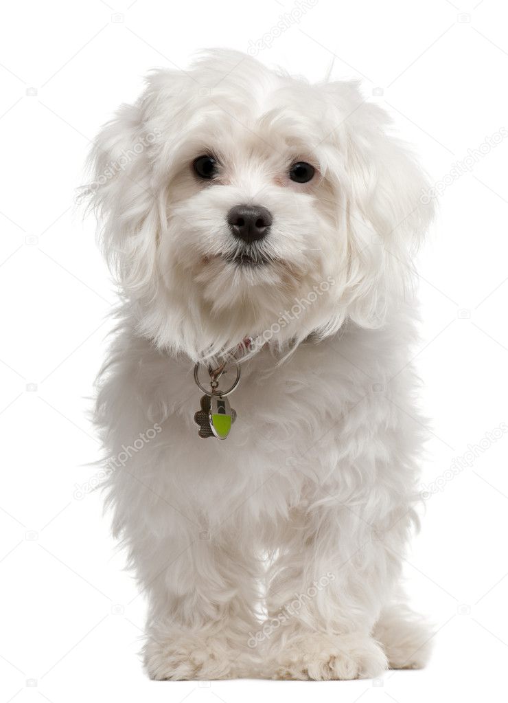 Maltese, 7 months old, sitting in front of white background