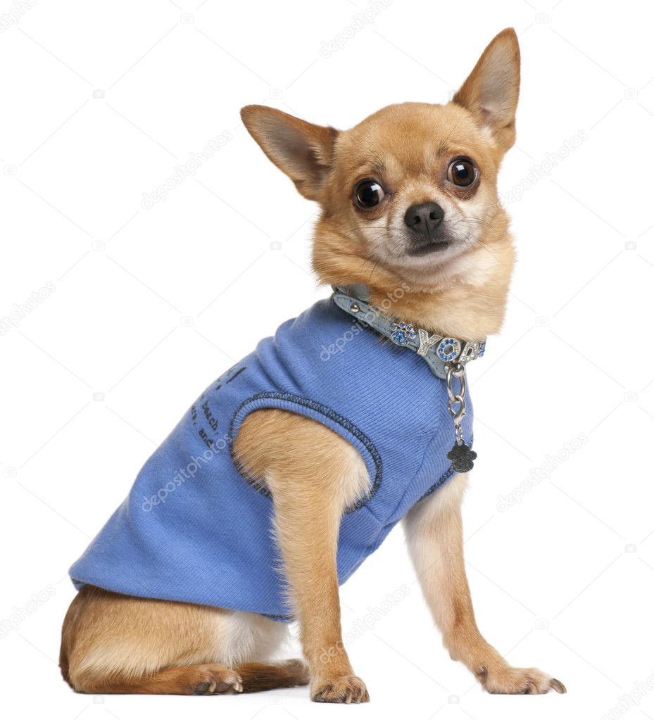 Chihuahua puppy, 4 months old, dressed up and sitting in front of white background
