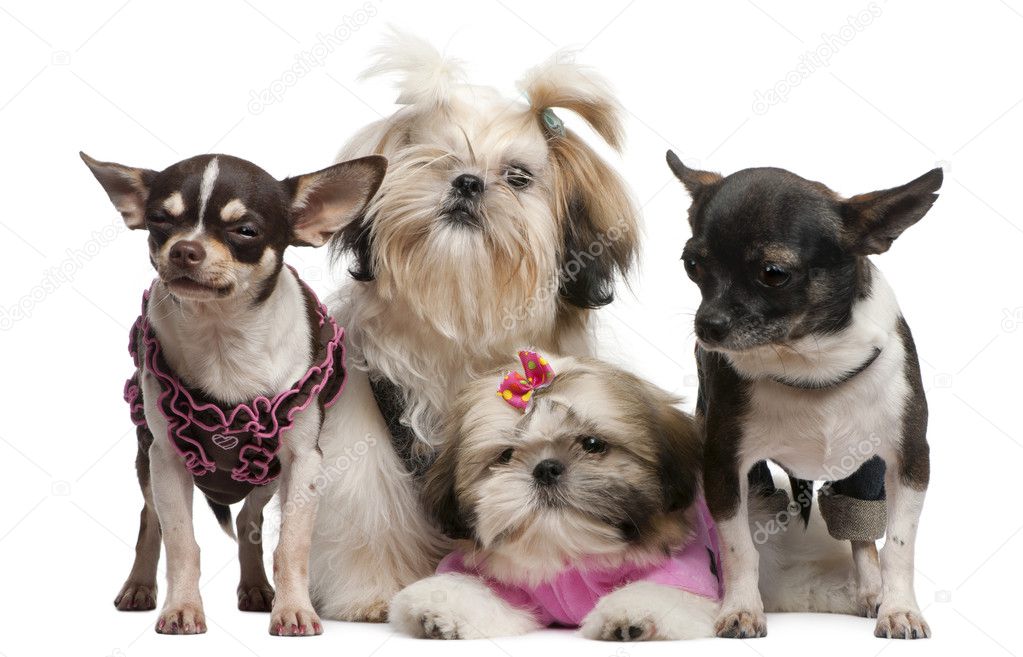 Shih Tzu's, 7 months old, 3 months old, and Chihuahuas, 4 years old, 1 year old, dressed up and sitting in front of white background