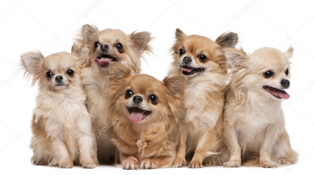 Chihuahuas, 14 years old, 11 years old, 5 years old, 3 years old